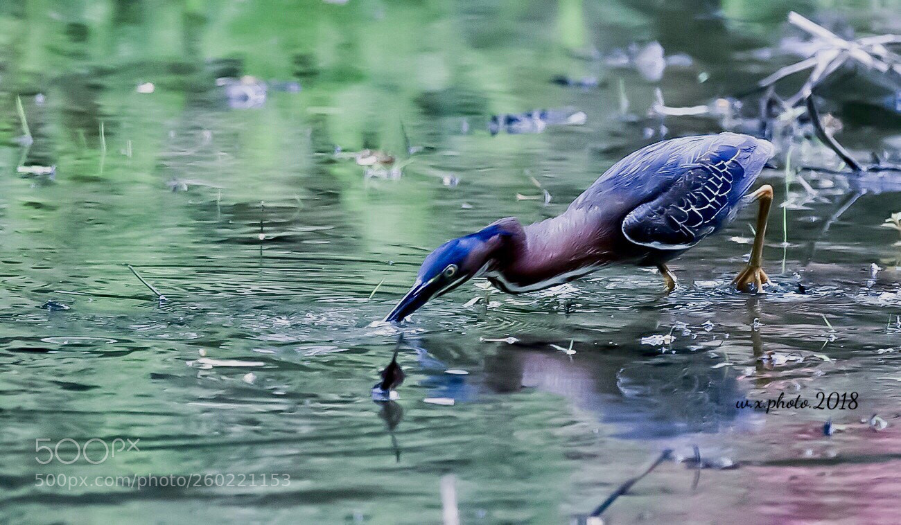 Canon EOS 7D Mark II sample photo. Green herons photography