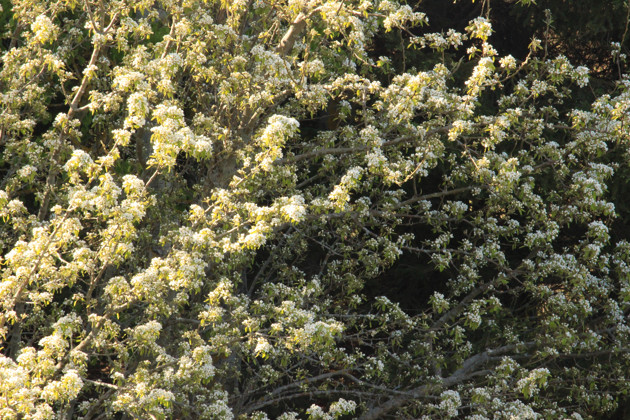 Canon EOS 100D (EOS Rebel SL1 / EOS Kiss X7) sample photo. Apple leaf photography