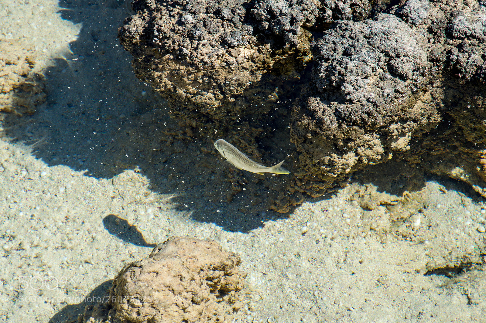 Nikon D3200 sample photo. Hamelin pool 03 photography
