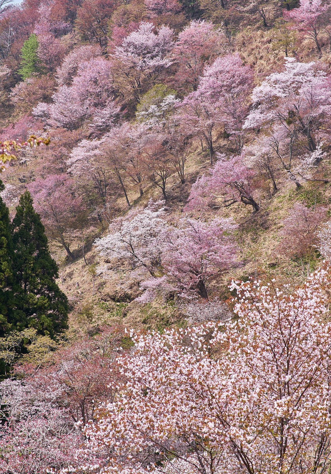 Sony a7 II sample photo. Mount yoshino cherry blossom photography