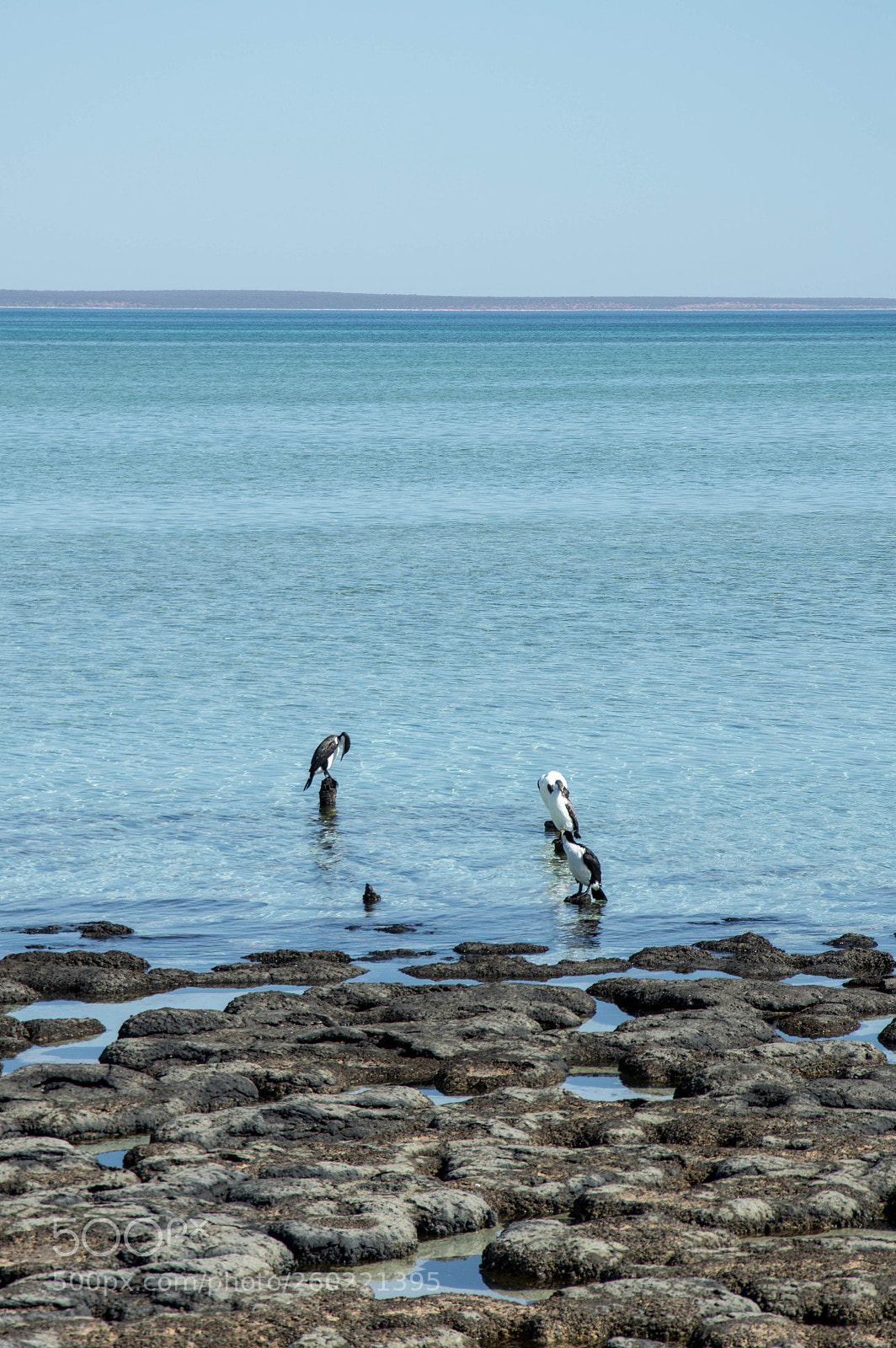 Nikon D3200 sample photo. Hamelin pool 04 photography