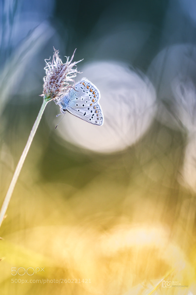 Canon EOS 7D sample photo. Peinture naturelle photography