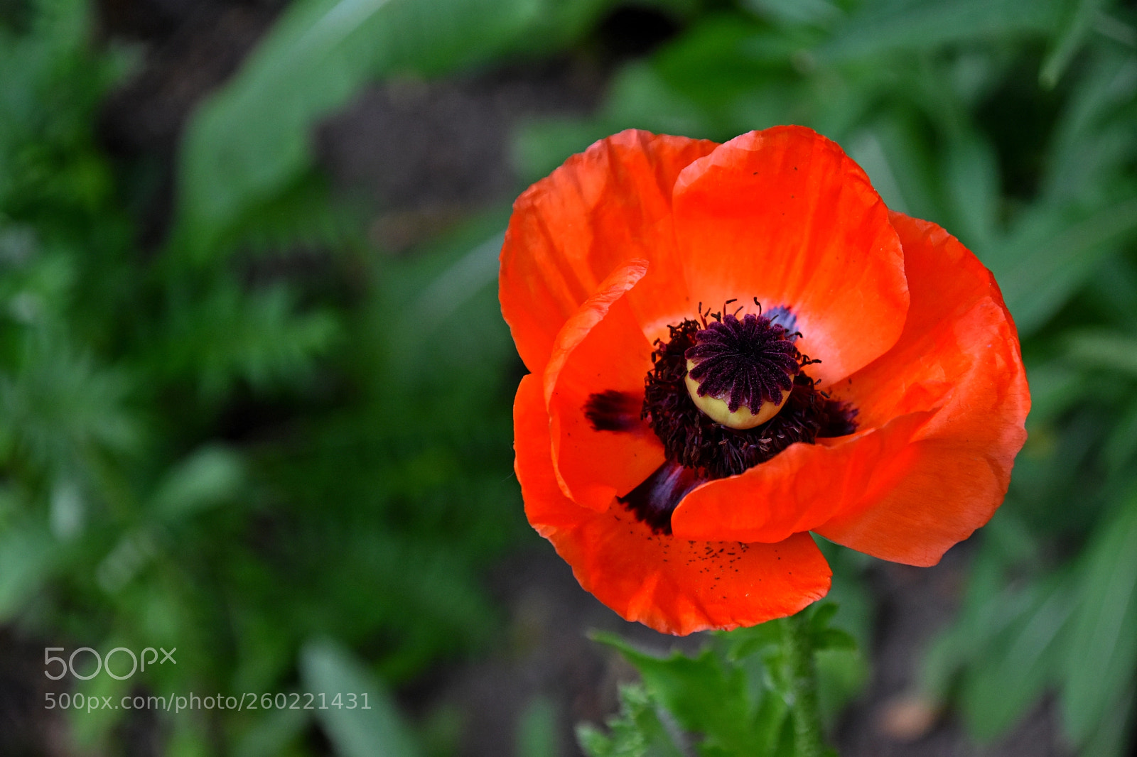 Nikon D3400 sample photo. Red & black photography