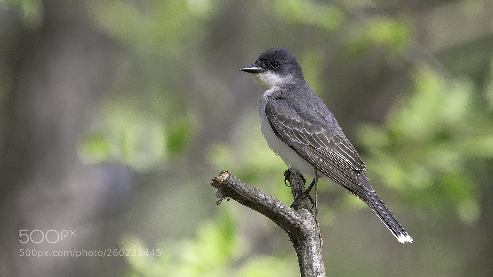 Canon EOS 5DS sample photo. Eastern kingbird photography