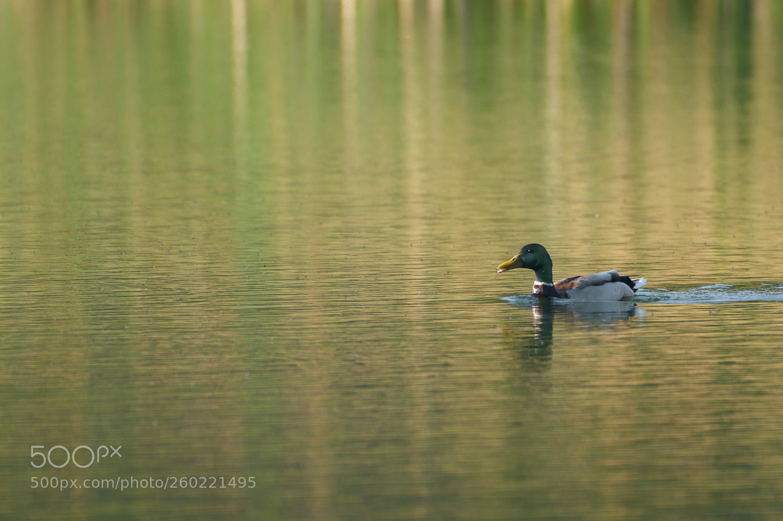 Nikon D7500 sample photo. Just a mallard cruising photography