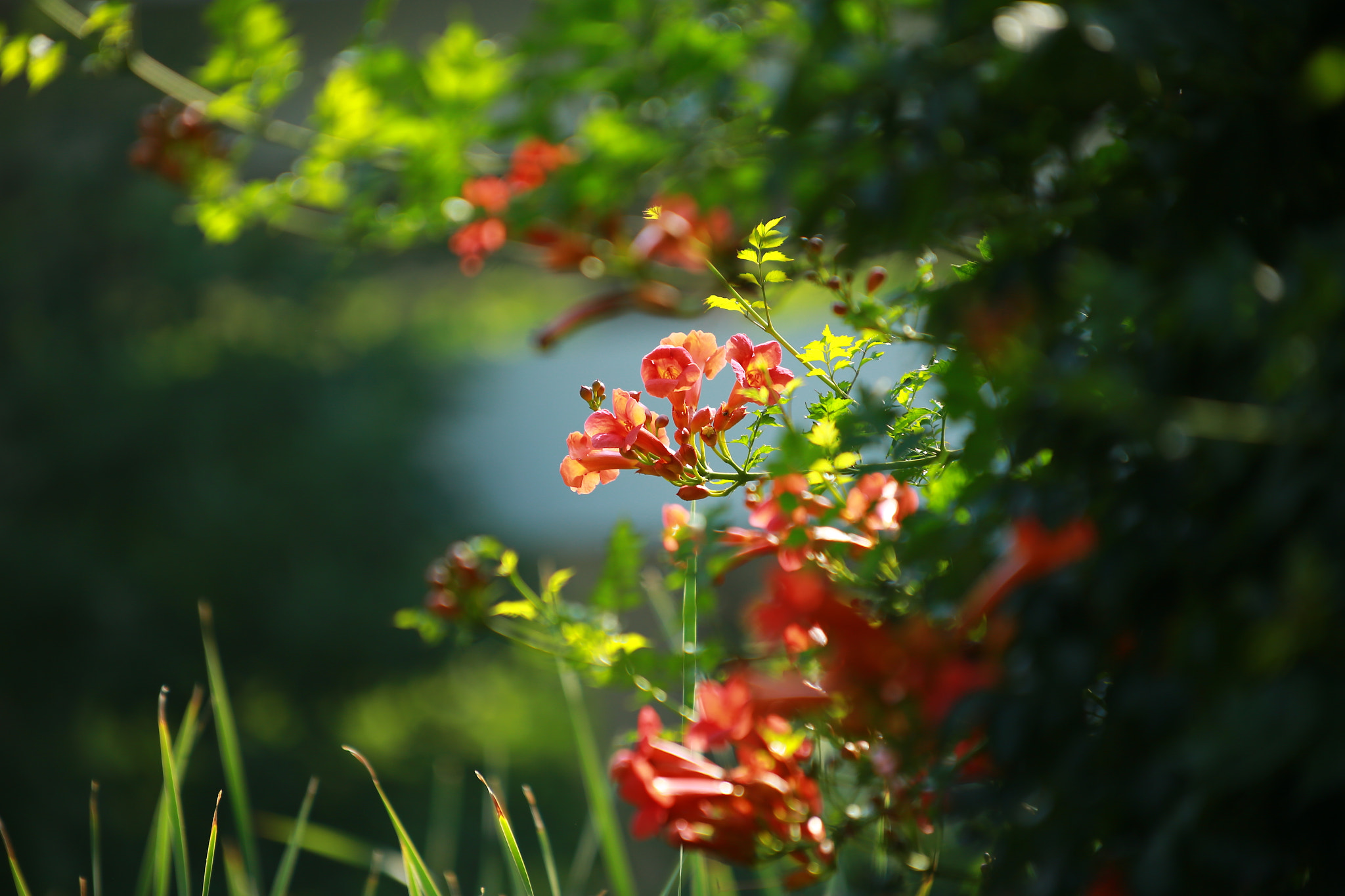 Canon EF 35-350mm F3.5-5.6L USM sample photo
