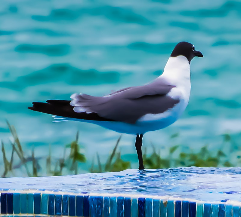 Canon PowerShot SX520 HS sample photo. Cuban laughing gull photography