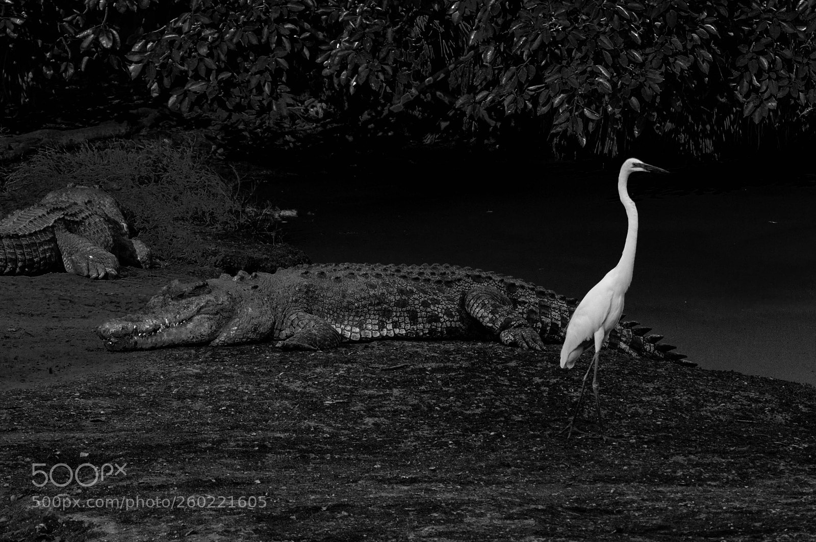 Nikon D3200 sample photo. Broome wildlife photography