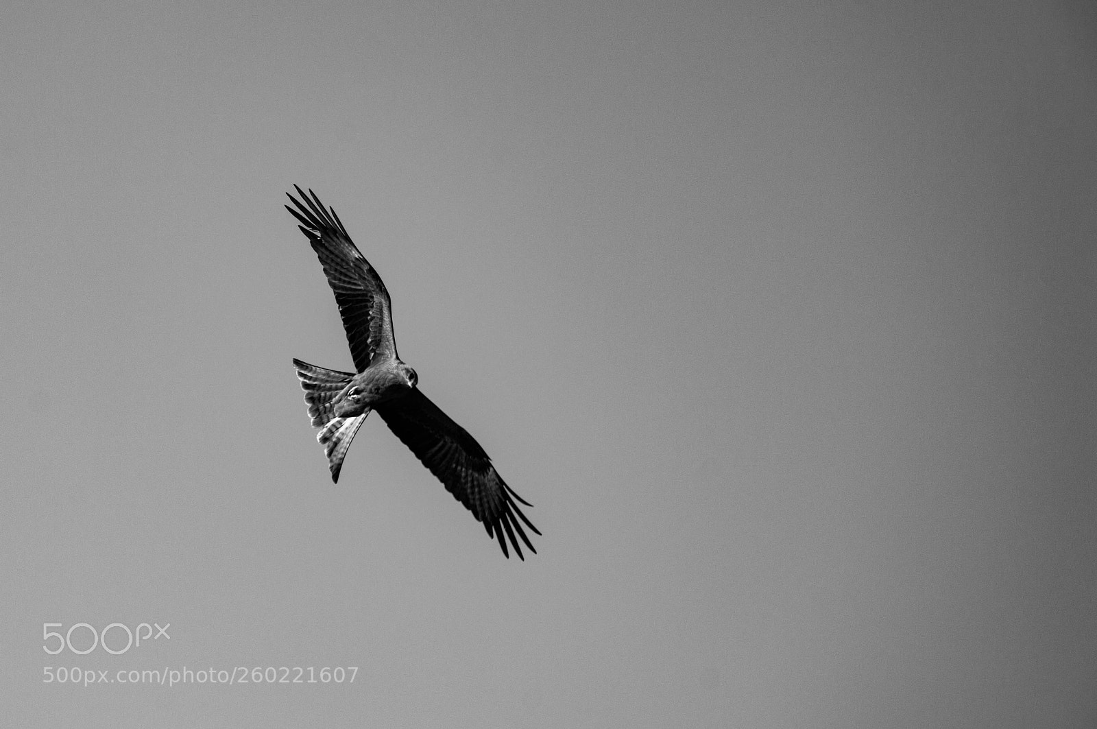 Nikon D3200 sample photo. Broome eagle photography