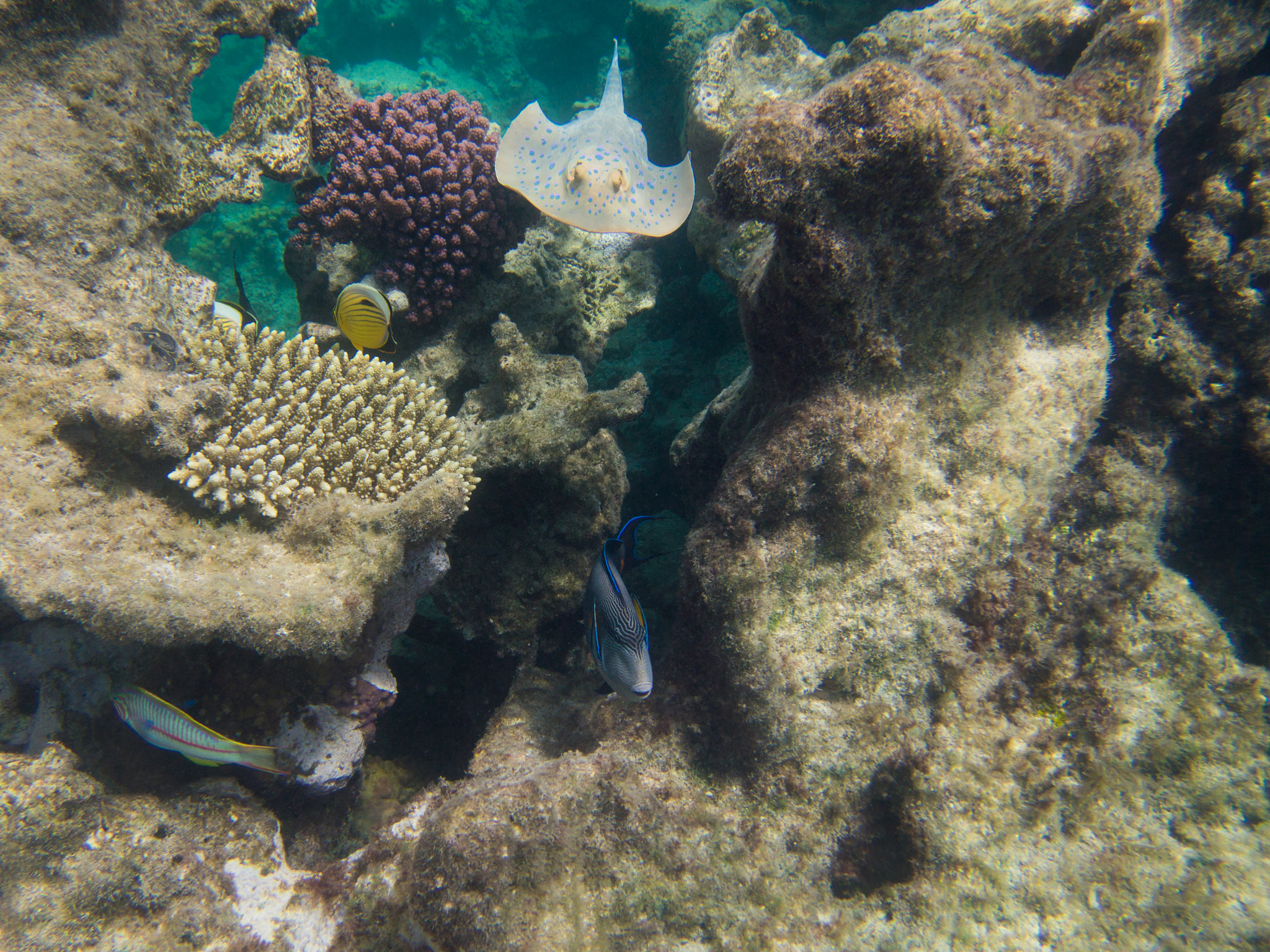 Olympus PEN E-PM1 sample photo. Blue spotted stingray photography