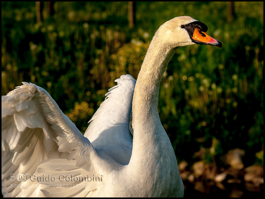 Nikon D700 sample photo. Wings beat photography