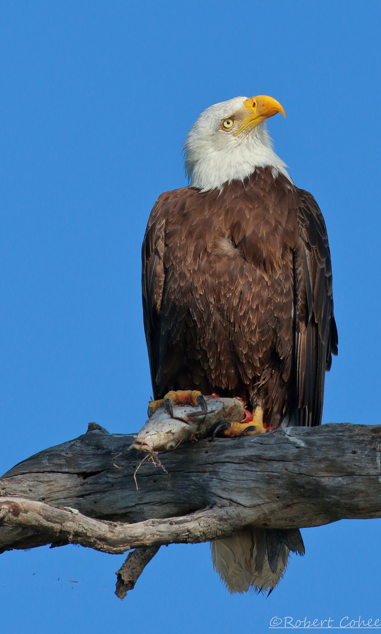 Canon EOS 7D Mark II sample photo. Bald eagle breakfast photography