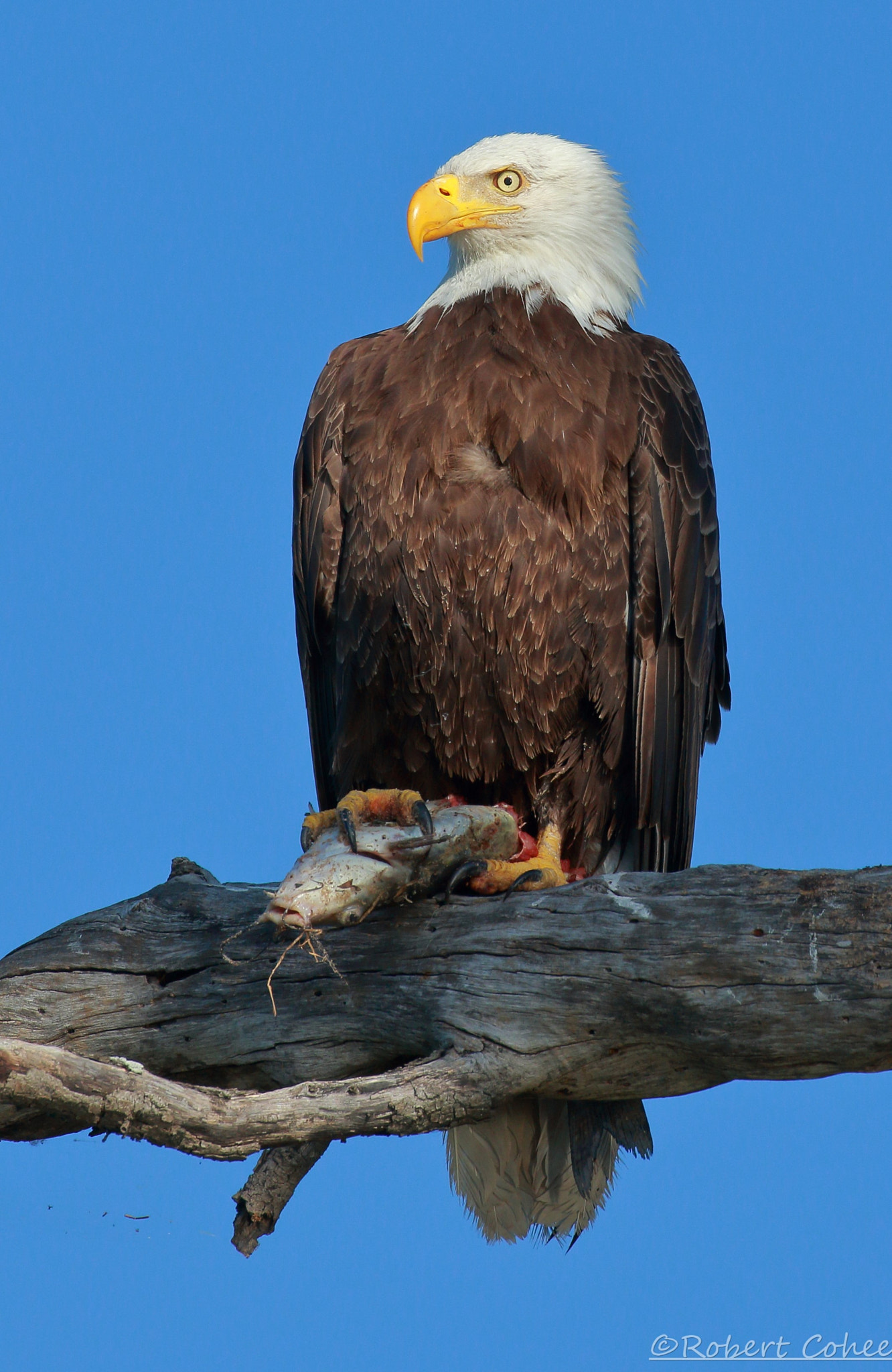 Canon EOS 7D Mark II sample photo. Bald eagle breakfast photography