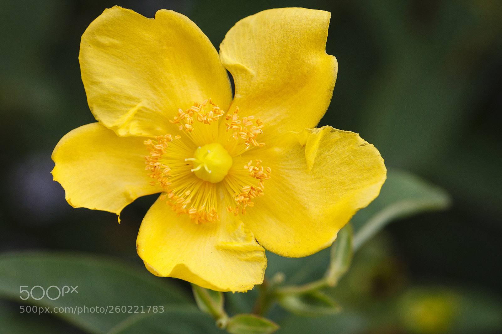 Canon EOS 500D (EOS Rebel T1i / EOS Kiss X3) sample photo. Hypericum photography