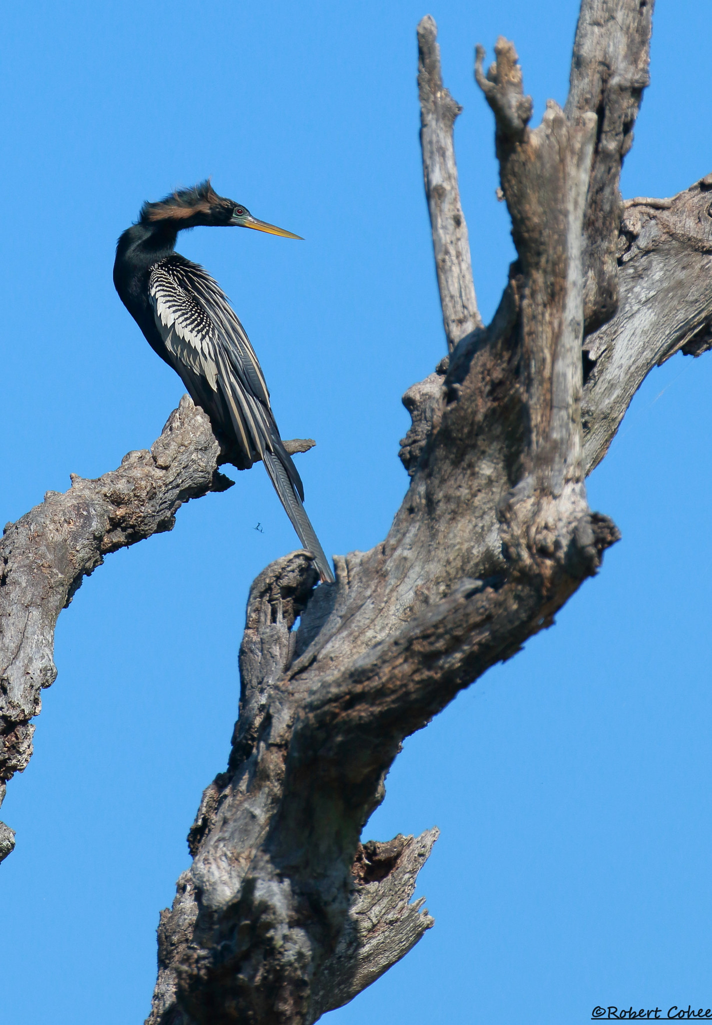 Canon EOS 7D Mark II sample photo. Anhinga photography