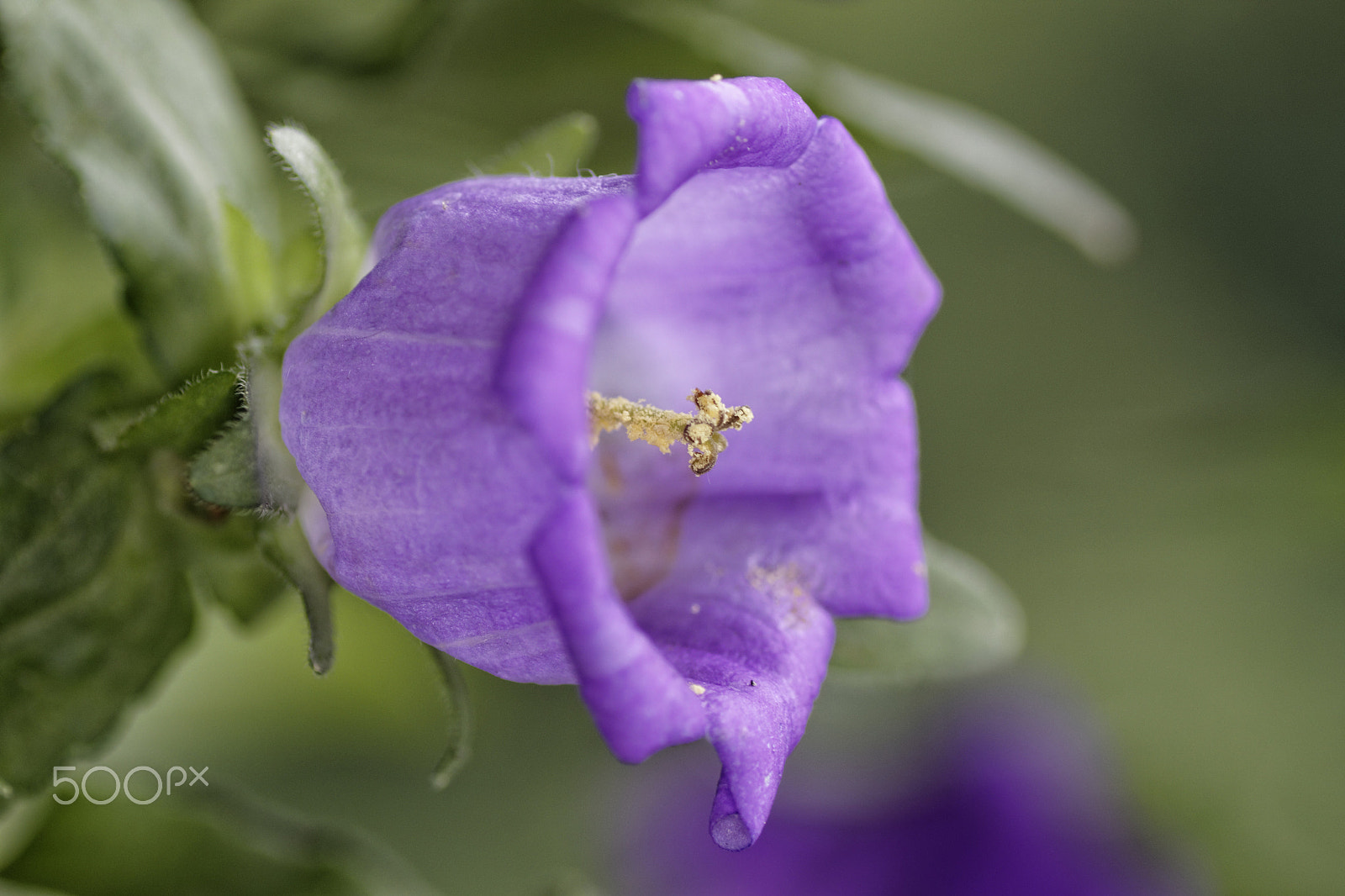 Tamron SP AF 90mm F2.8 Di Macro sample photo. Bluebell photography