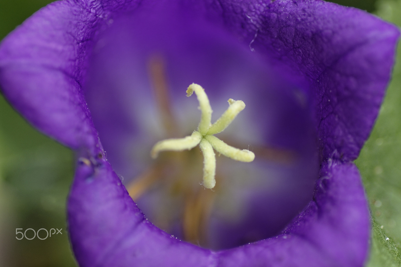 Tamron SP AF 90mm F2.8 Di Macro sample photo. Bluebell photography