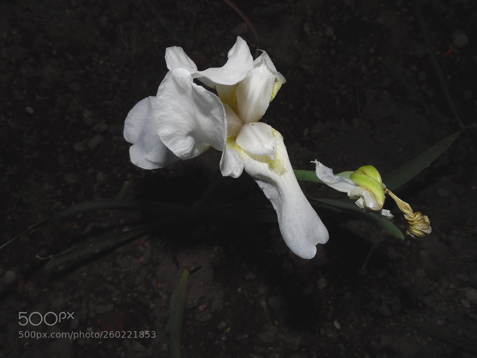 Samsung WB1100F/WB1101F/WB1102F sample photo. Low beings photography