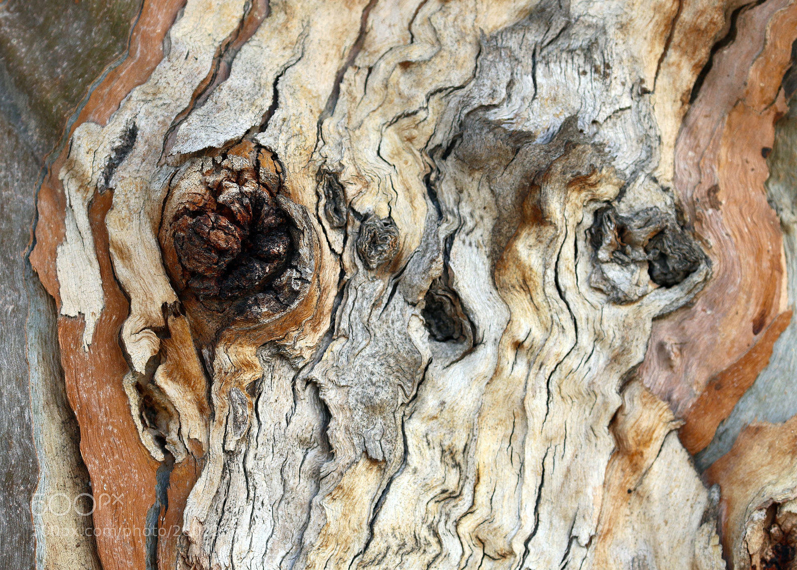 Canon EOS 7D Mark II sample photo. Bark art photography