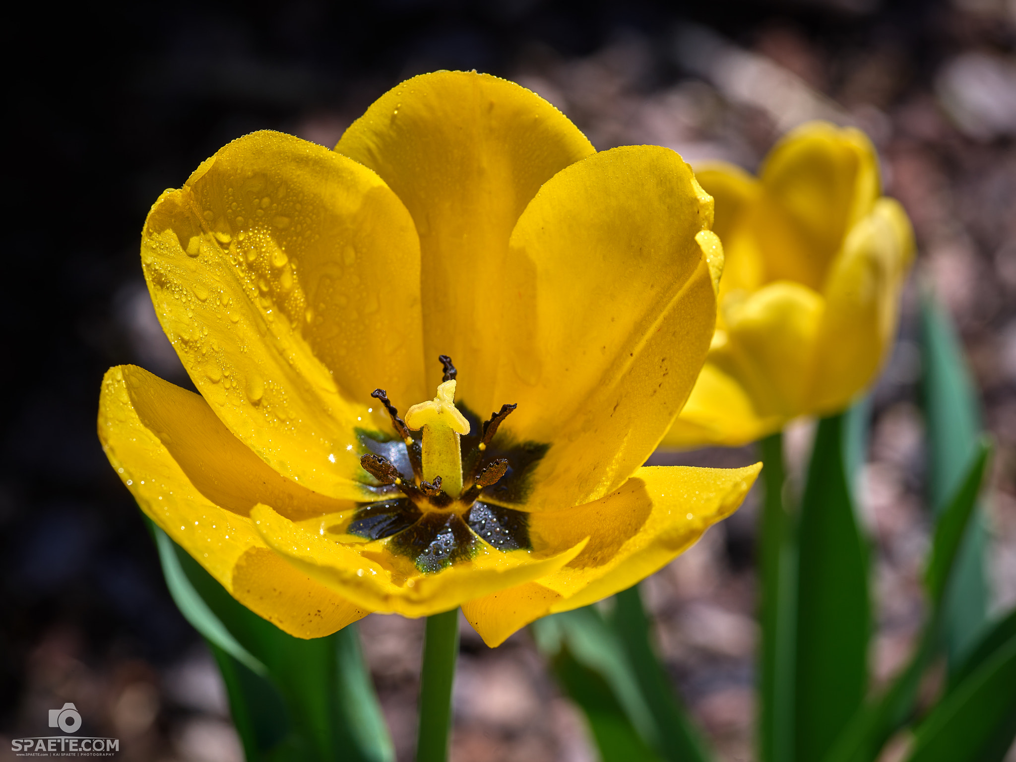 Phase One IQ150 sample photo. Yellow tulpe photography