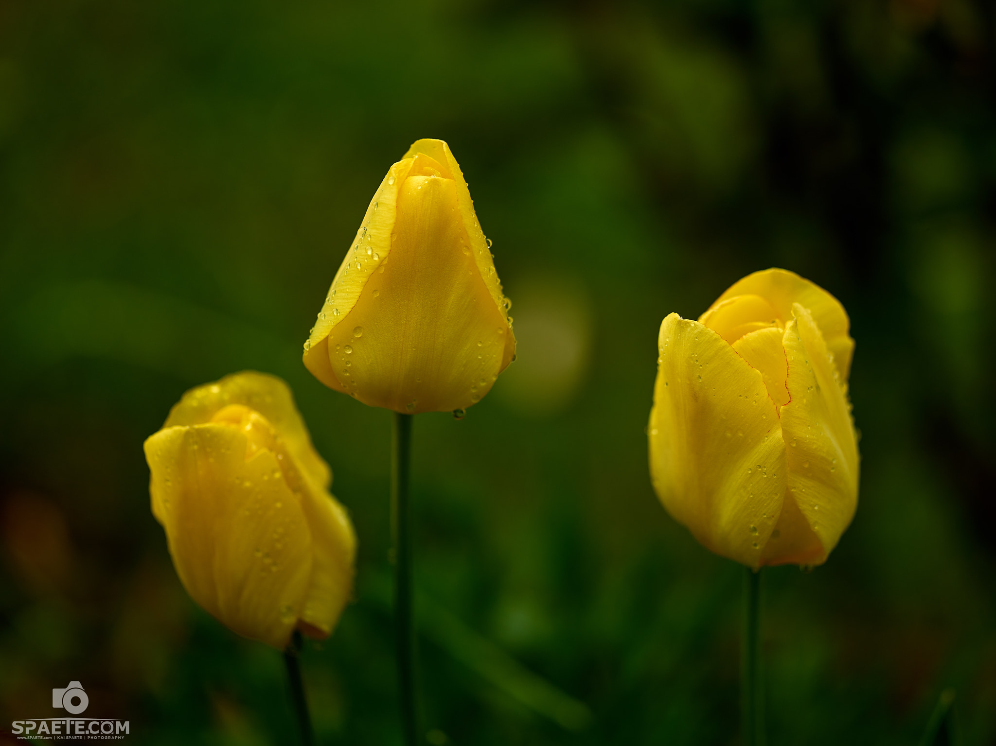 Phase One IQ150 sample photo. Gelbe tulpen photography