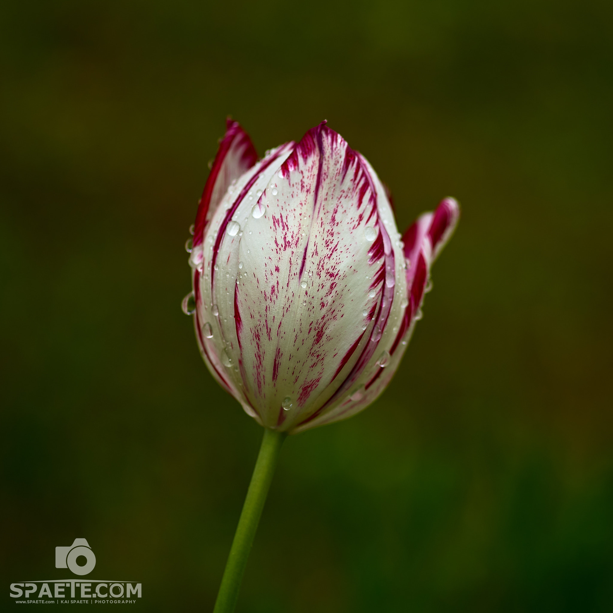Phase One IQ150 sample photo. Rot weiße tulpe photography