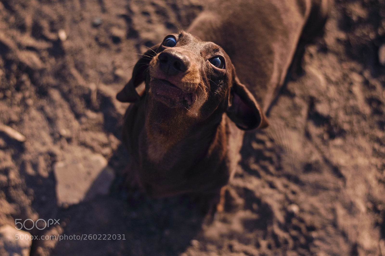 Nikon D3200 sample photo. Dog emotions portrait photography