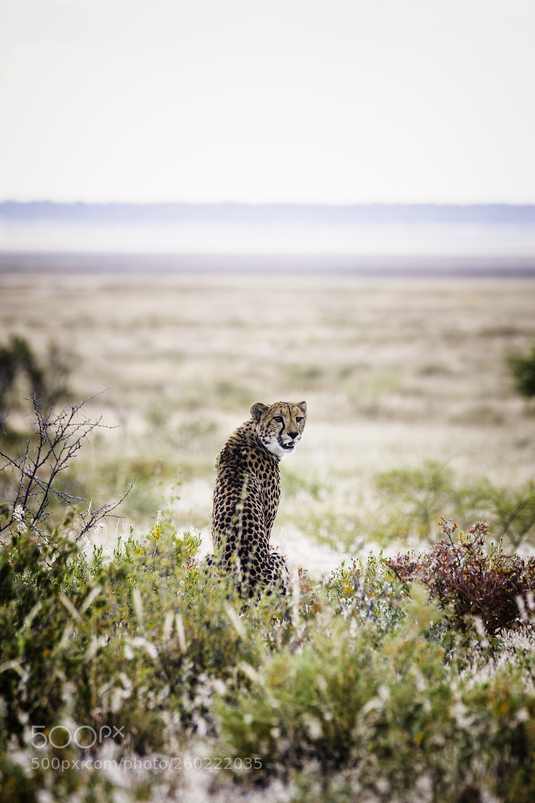 Nikon D850 sample photo. Cheetah in front of photography