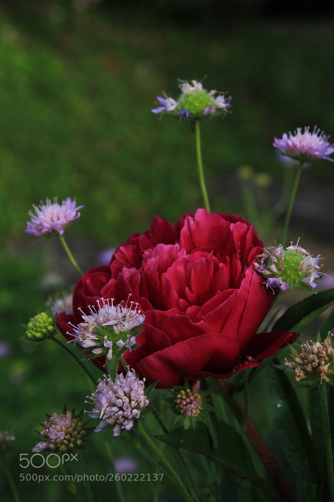 Canon EOS 1100D (EOS Rebel T3 / EOS Kiss X50) sample photo. Paeonia photography