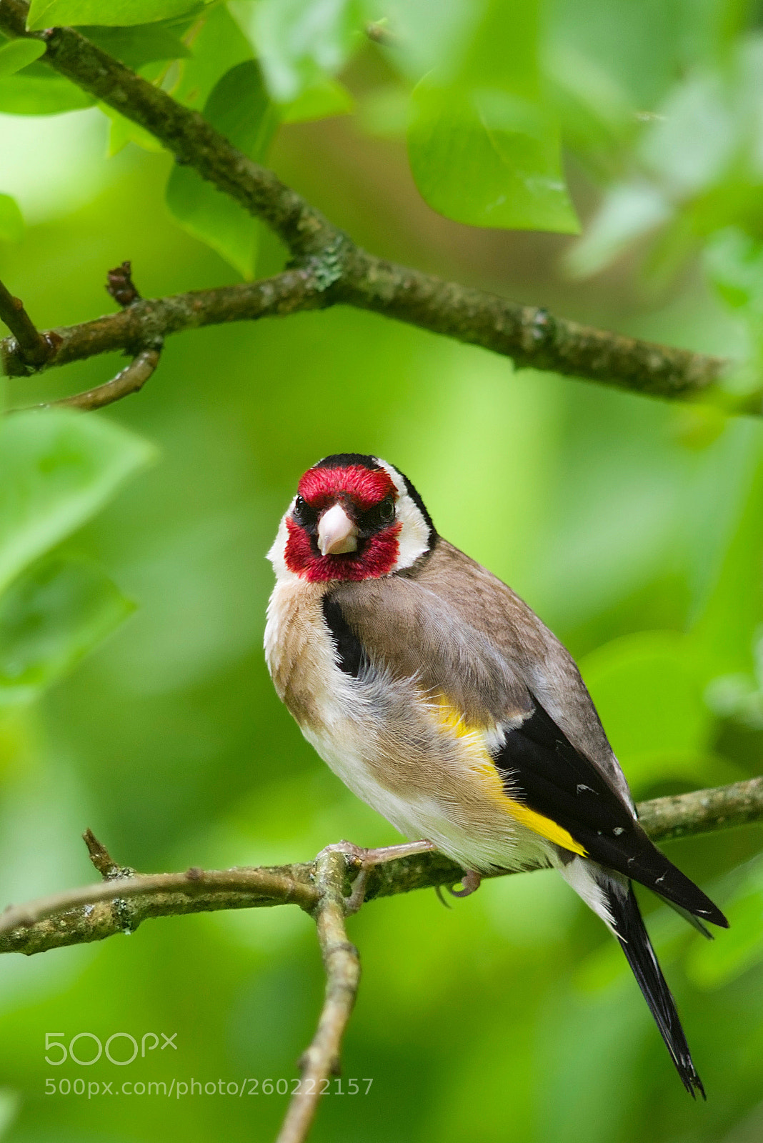 Pentax K-1 sample photo. Angry bird photography
