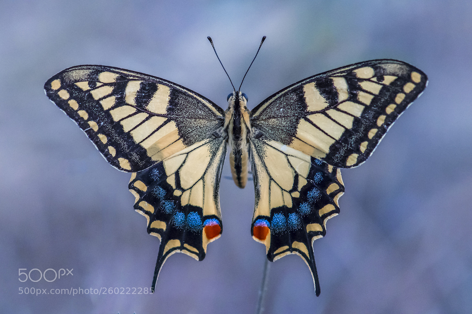 Nikon D500 sample photo. Papilio photography