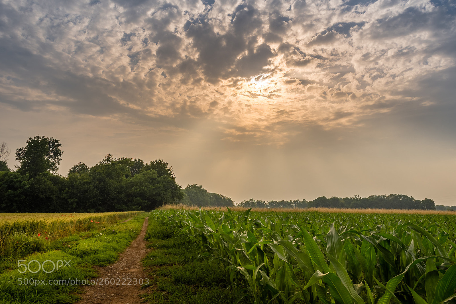 Nikon D7200 sample photo. Sunset on the wheat photography