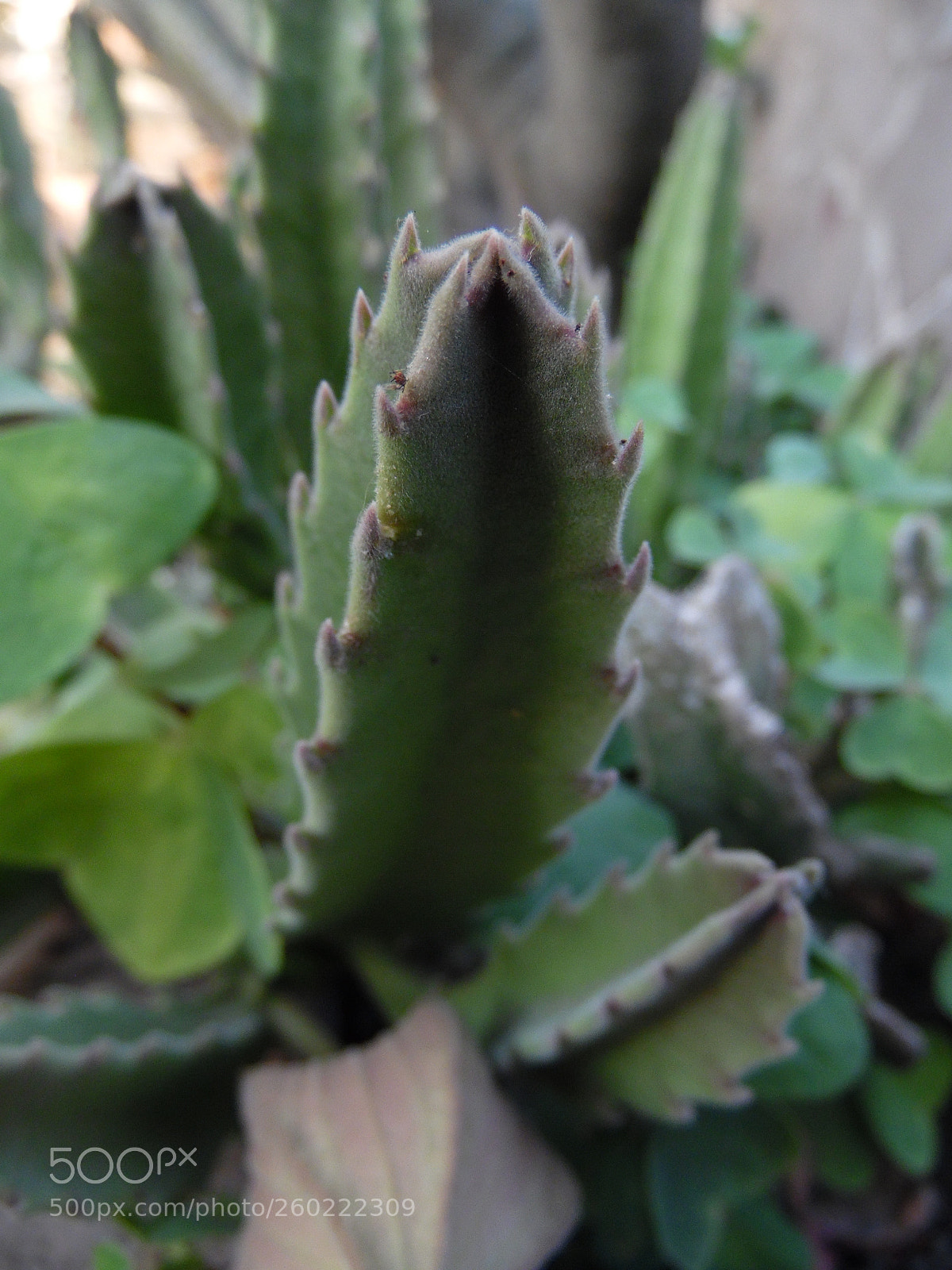 Samsung WB1100F/WB1101F/WB1102F sample photo. Little cactus photography