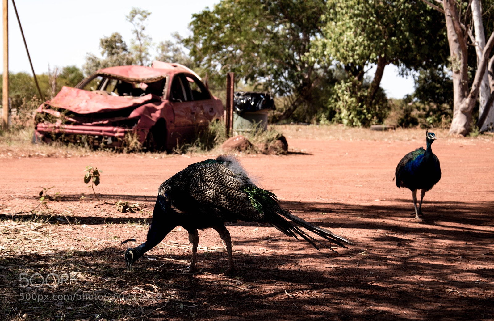 Nikon D3200 sample photo. Peacocks at sandfire 01 photography