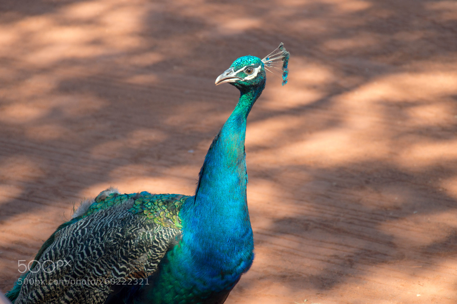 Nikon D3200 sample photo. Peacocks at sandfire 02 photography