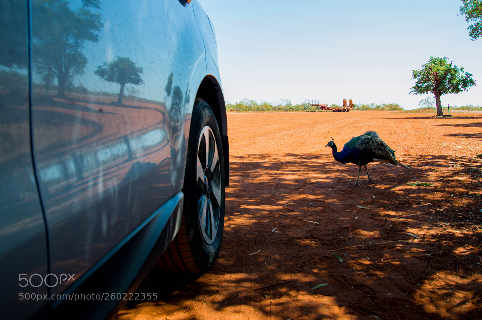 Nikon D3200 sample photo. Peacocks at sandfire 03 photography