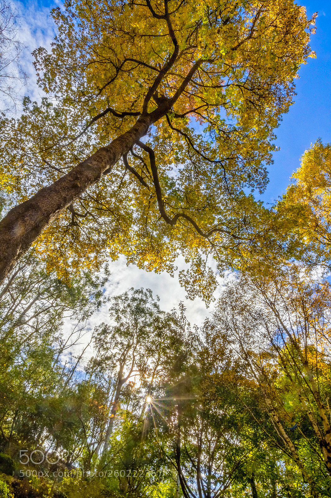 Canon EOS 60D sample photo. Yellow umbrella photography