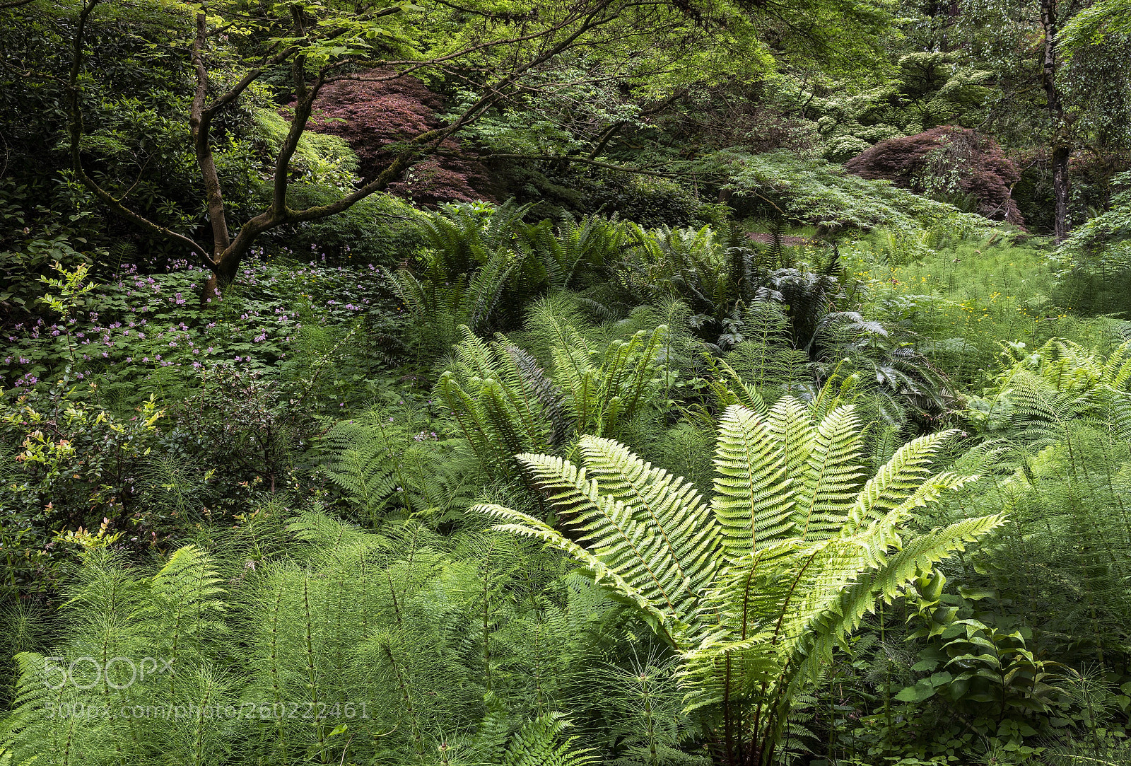 Nikon D850 sample photo. Woodlands and ferns, washington photography