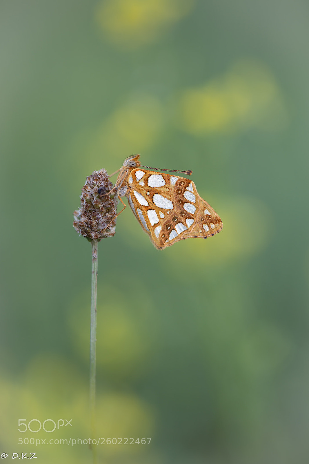 Canon EOS 6D sample photo. Kleiner perlmuttfalter photography