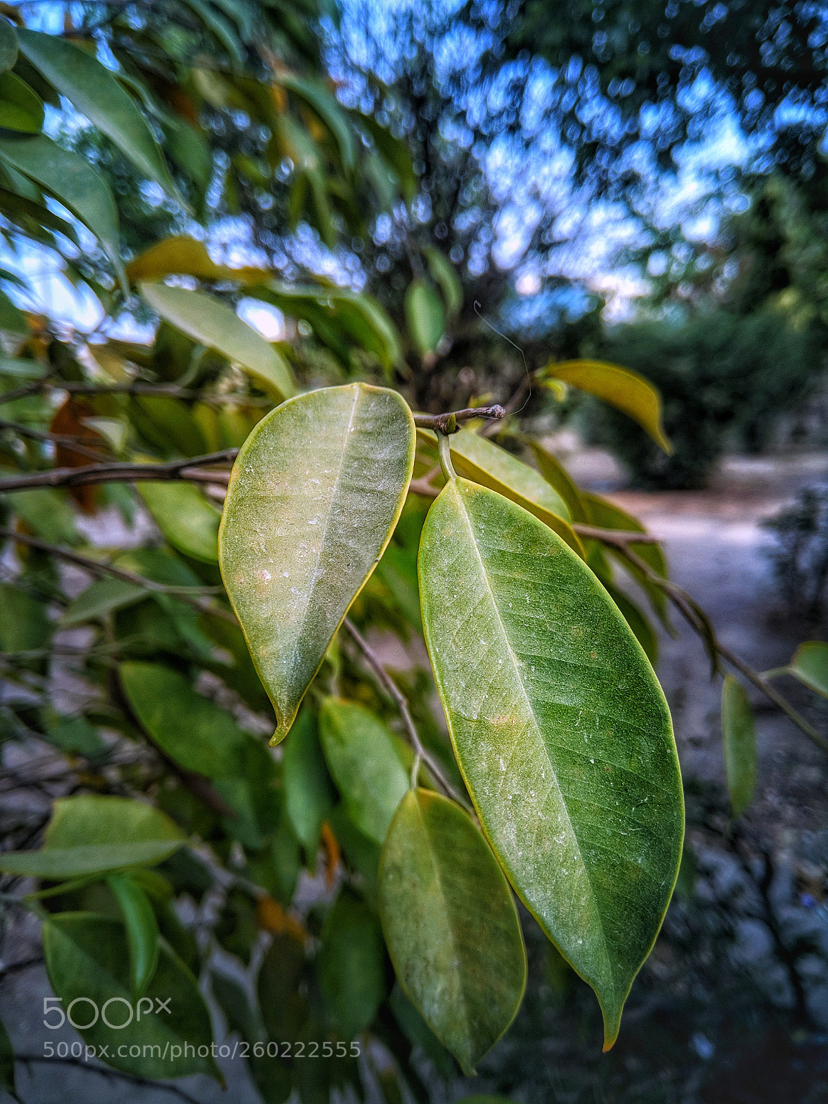Xiaomi Redmi Note 4 sample photo. Untitled photography