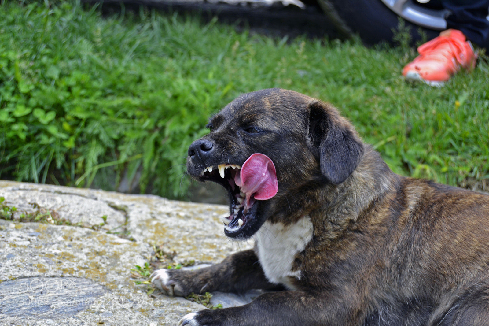 Nikon D3100 sample photo. Dogu photography