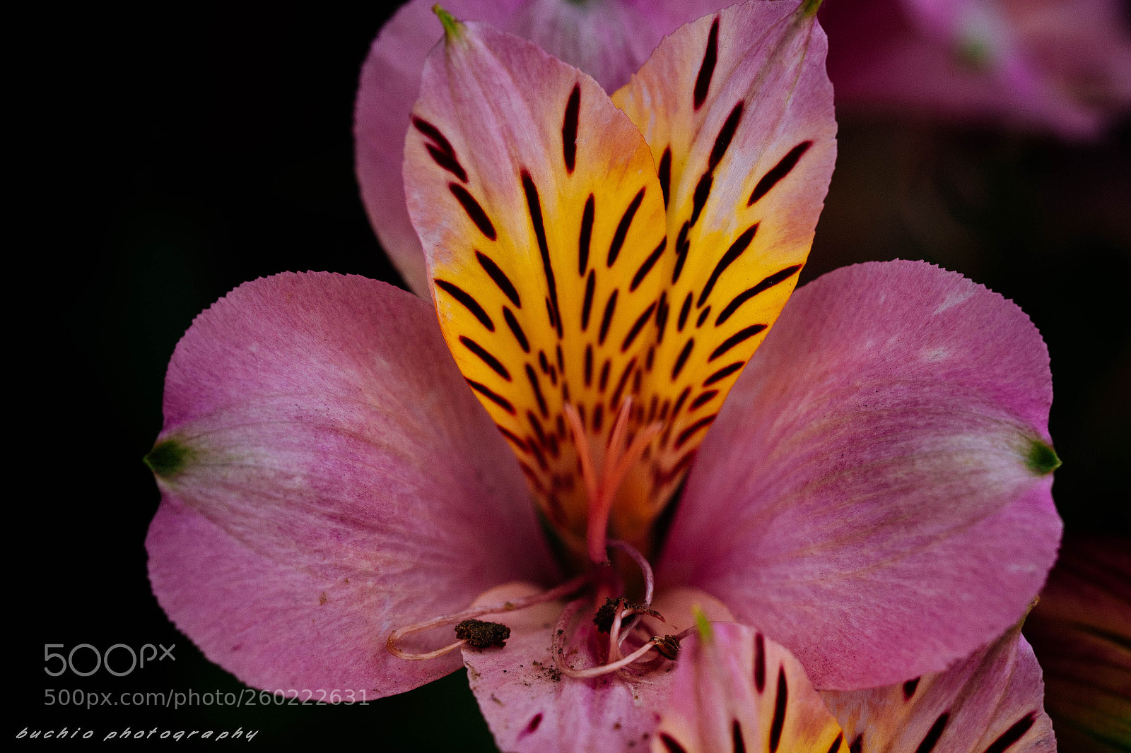 Olympus OM-D E-M1 Mark II sample photo. Alstroemeria photography