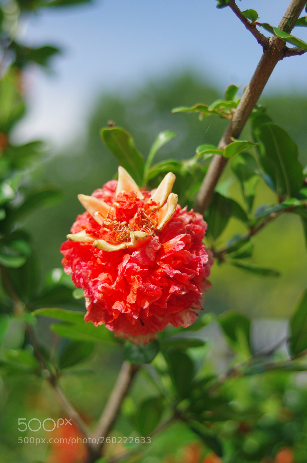 Pentax K-r sample photo. Explosion floral photography