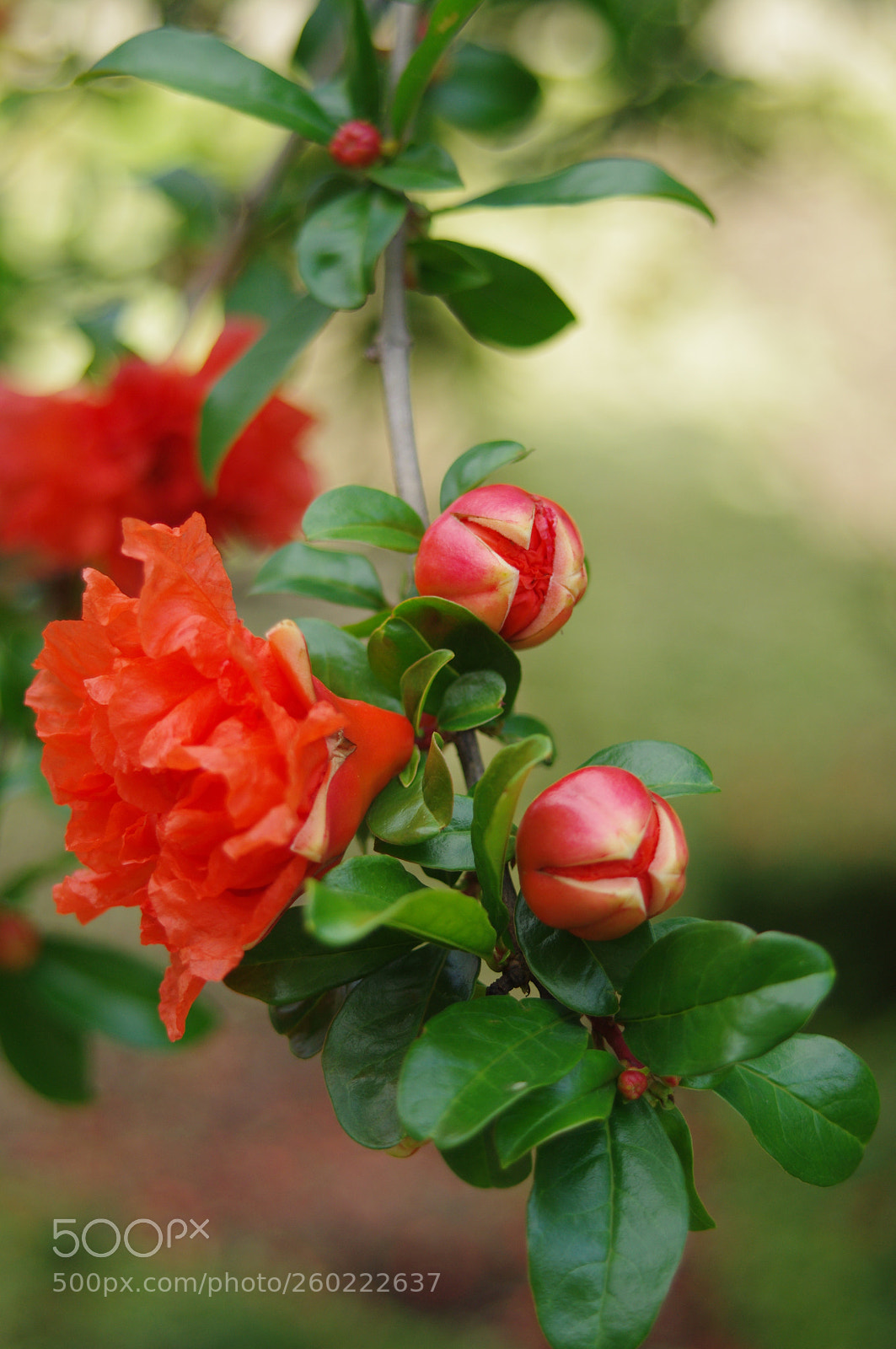 Pentax K-r sample photo. Perles de fleurs photography