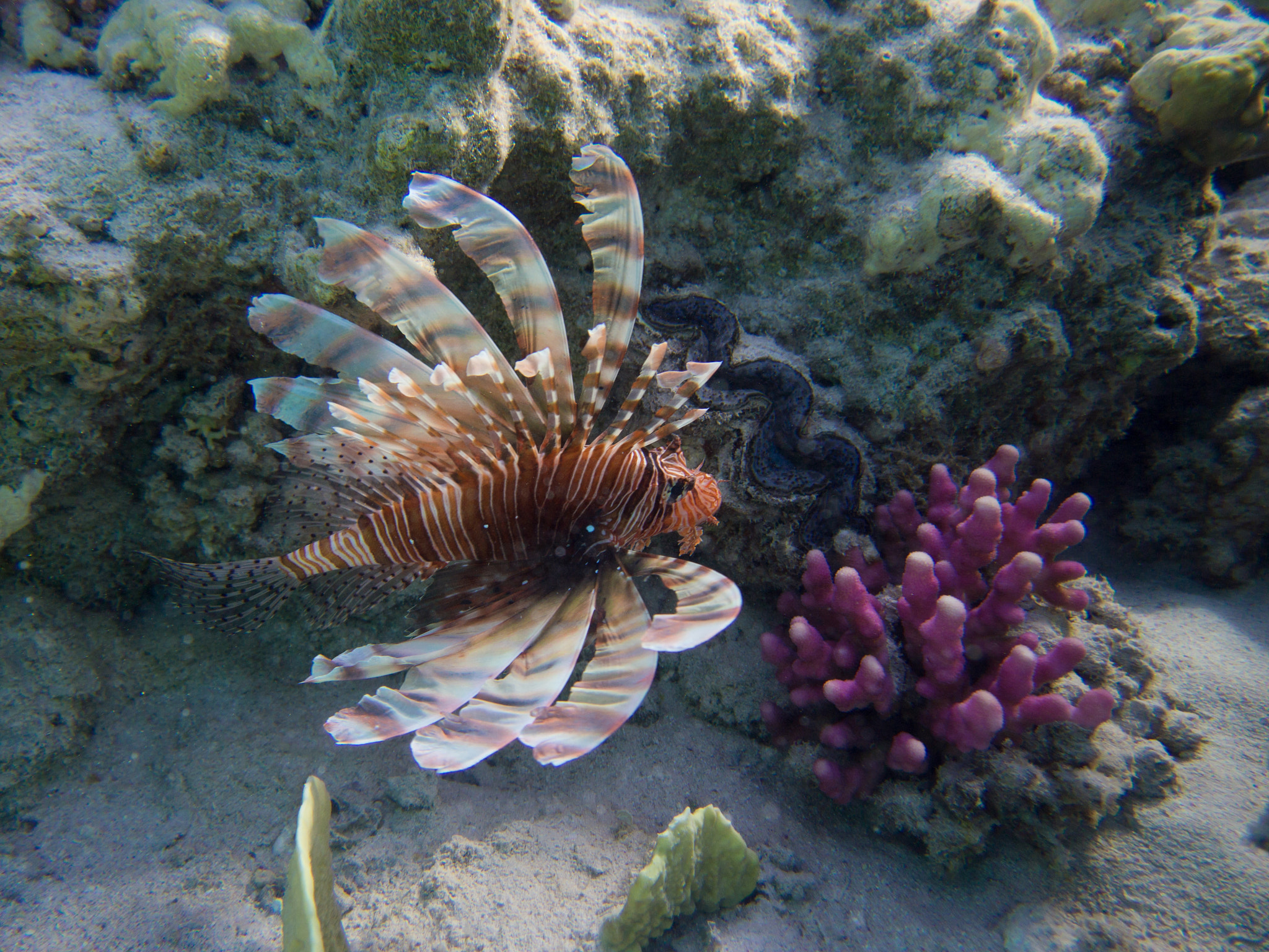 Olympus PEN E-PM1 sample photo. Lionfish photography