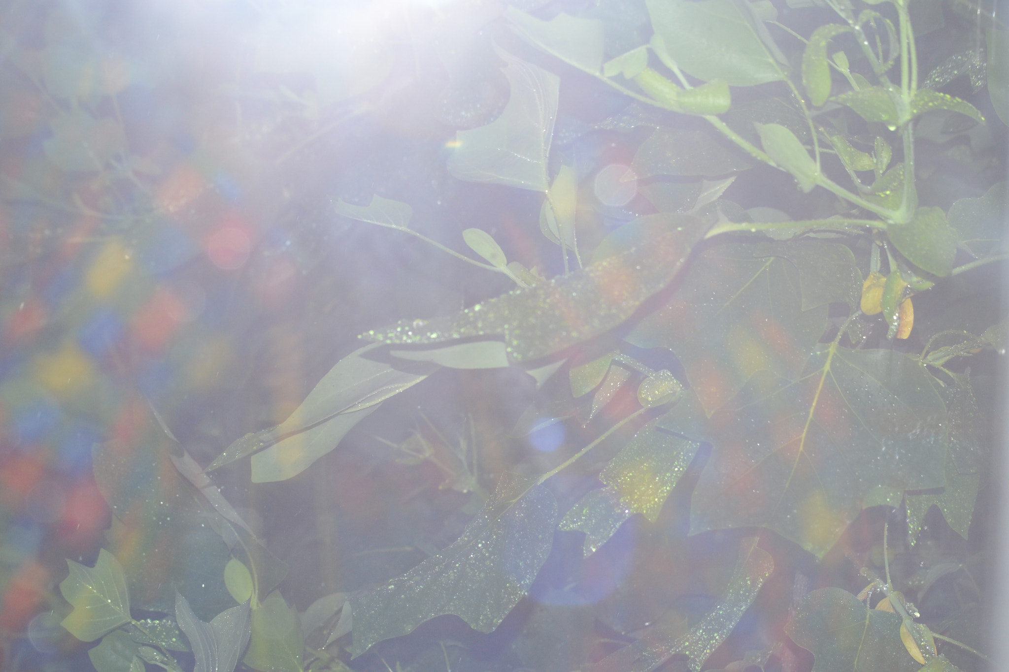 Nikon D3100 sample photo. Beauty bokeh photography