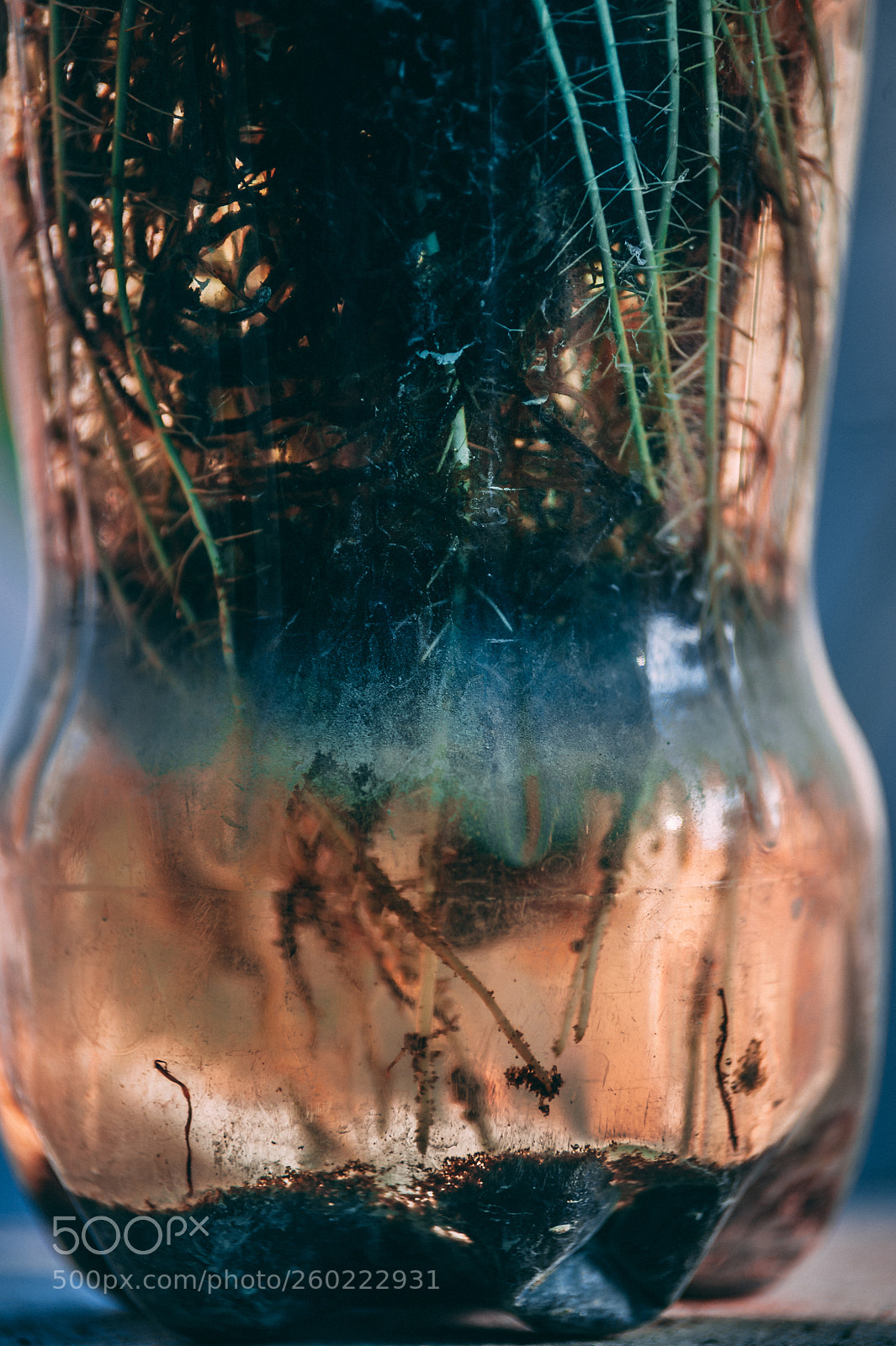 Nikon D700 sample photo. The roots... photography