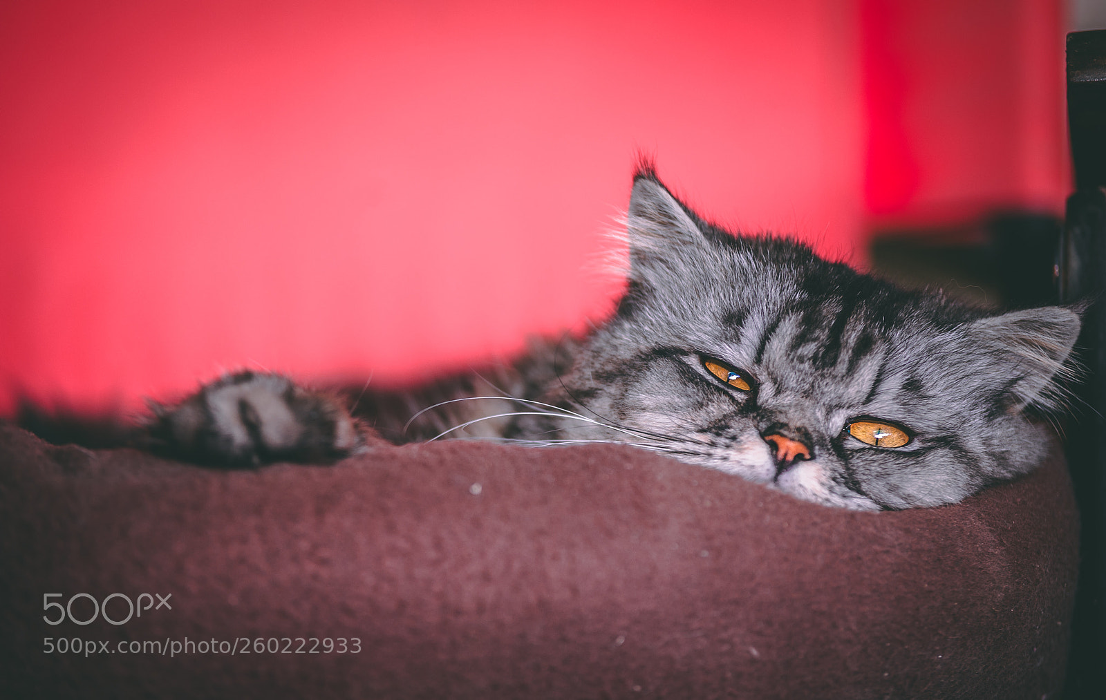 Nikon D700 sample photo. Sleepy lucian photography
