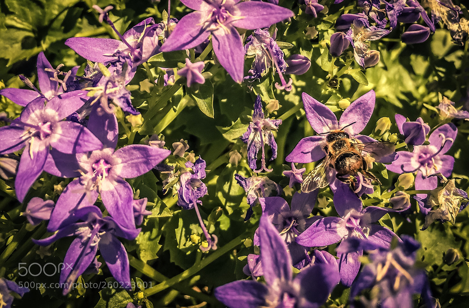 Apple iPhone 6s sample photo. Bees all over photography