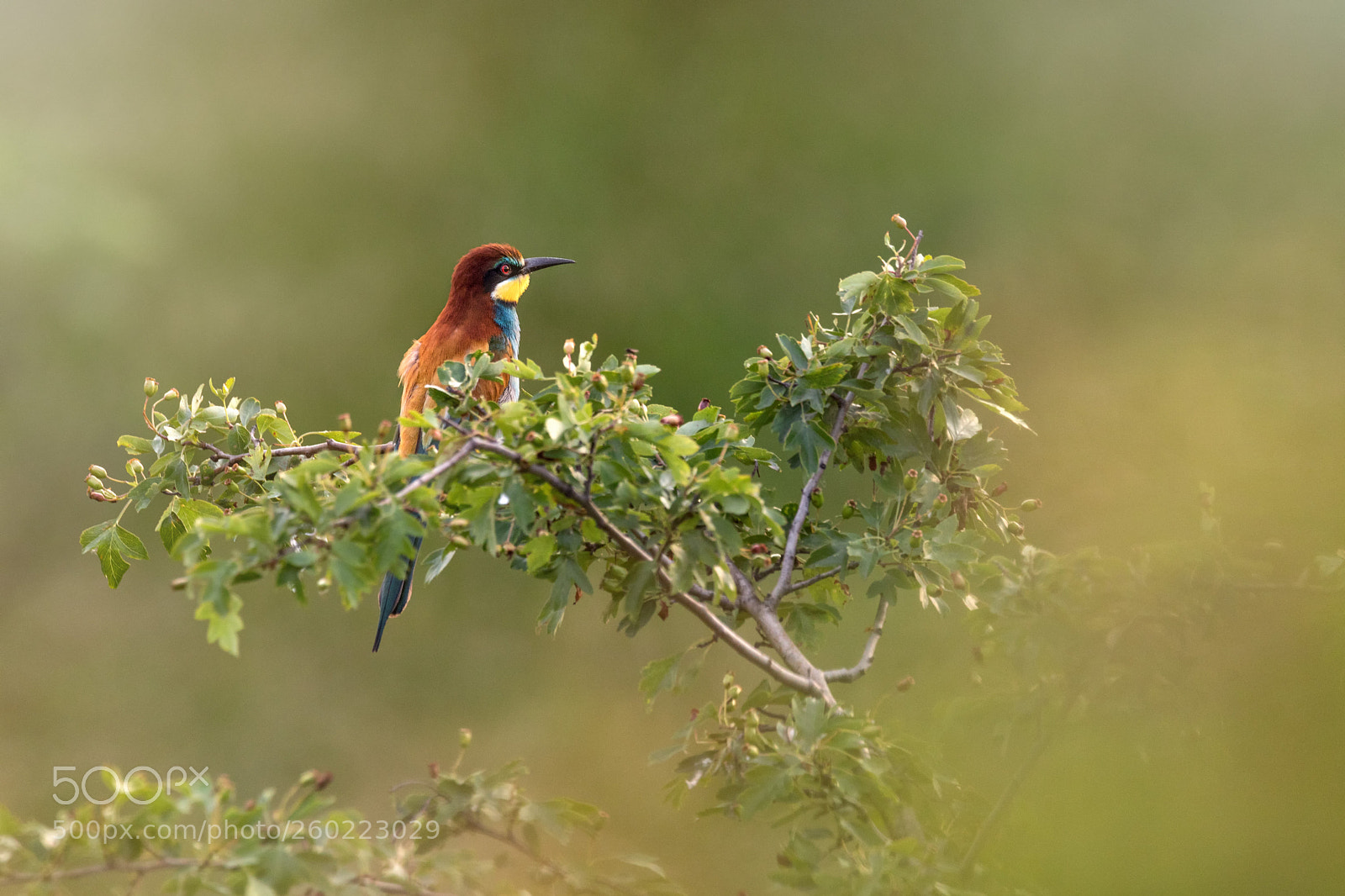 Canon EOS 5D Mark IV sample photo. Merops apiaster photography